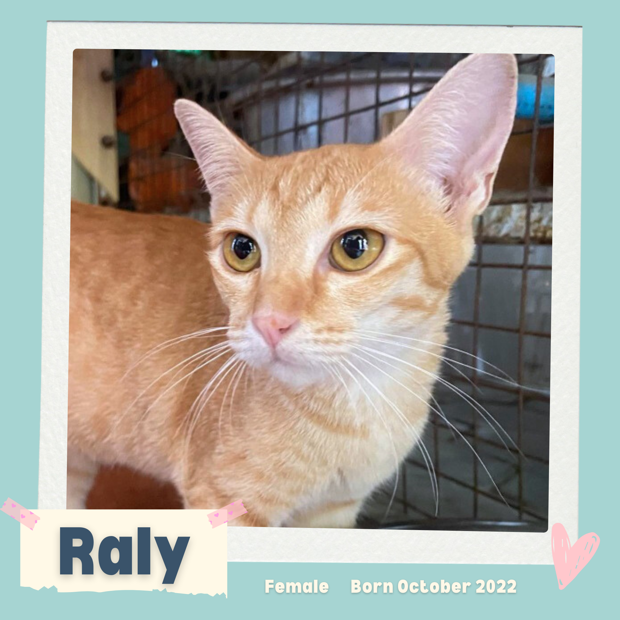 Raly