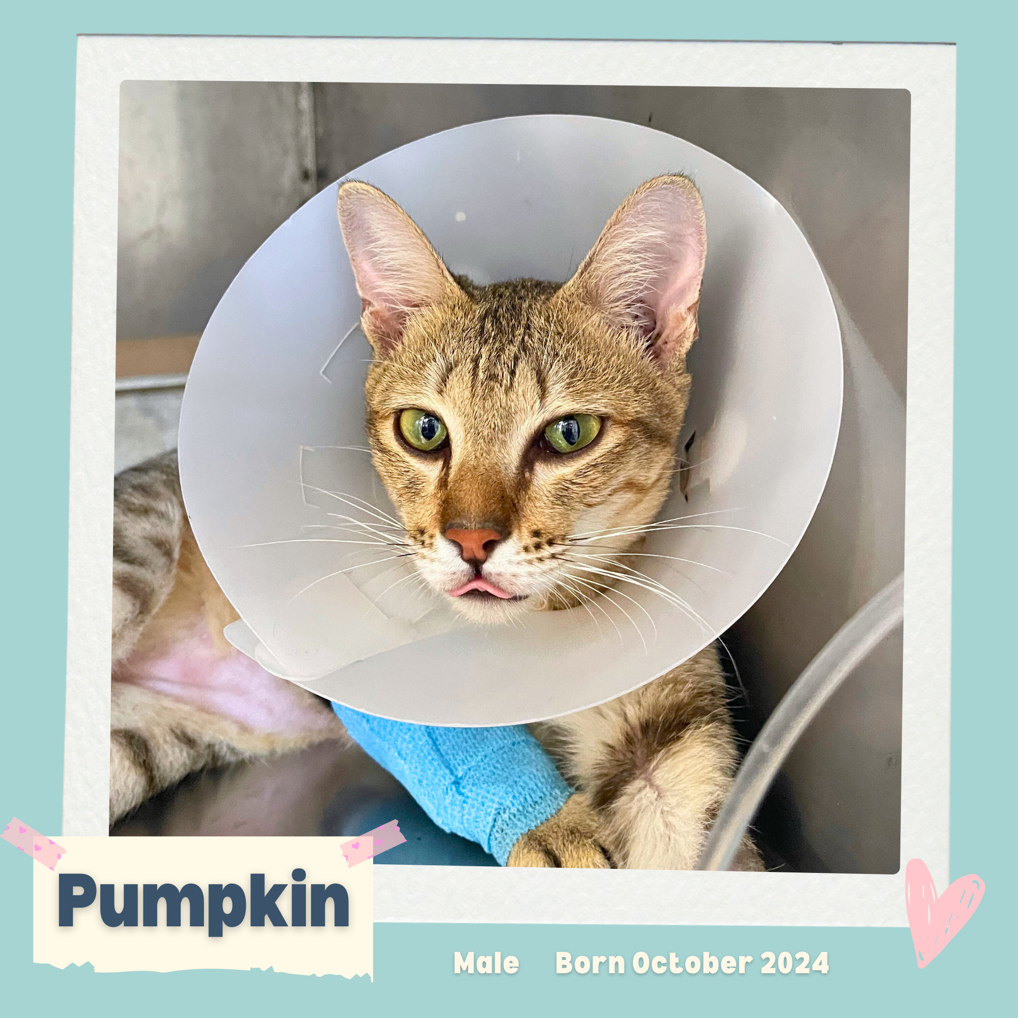 Pumpkin