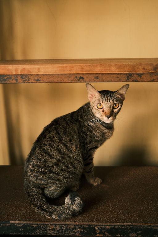 Whisker 3