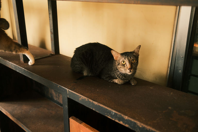 Whisker 4