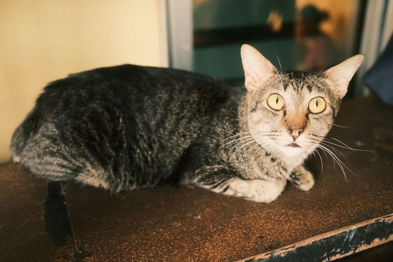 Whisker 5