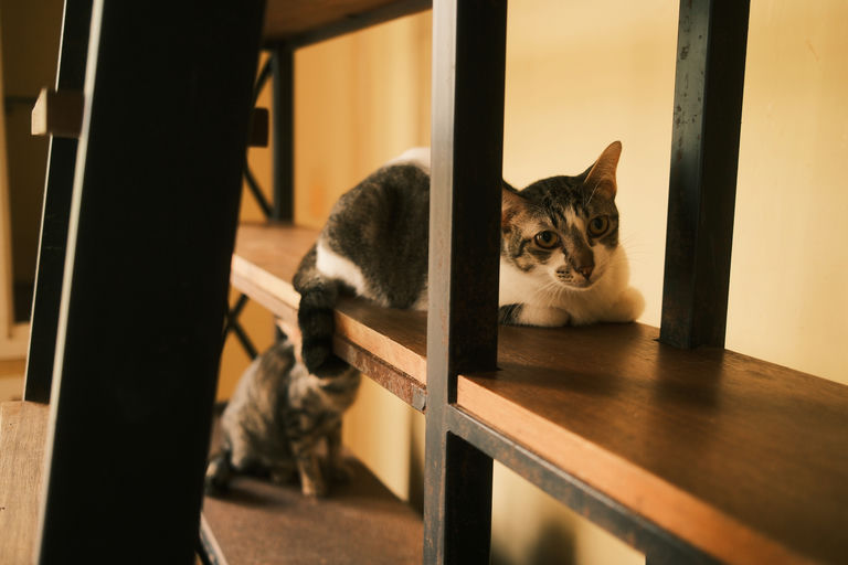 Meow 3