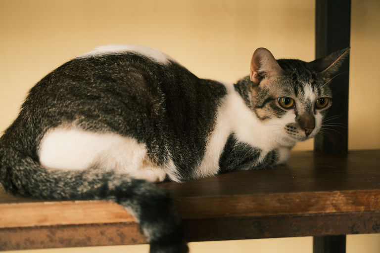 Meow 4