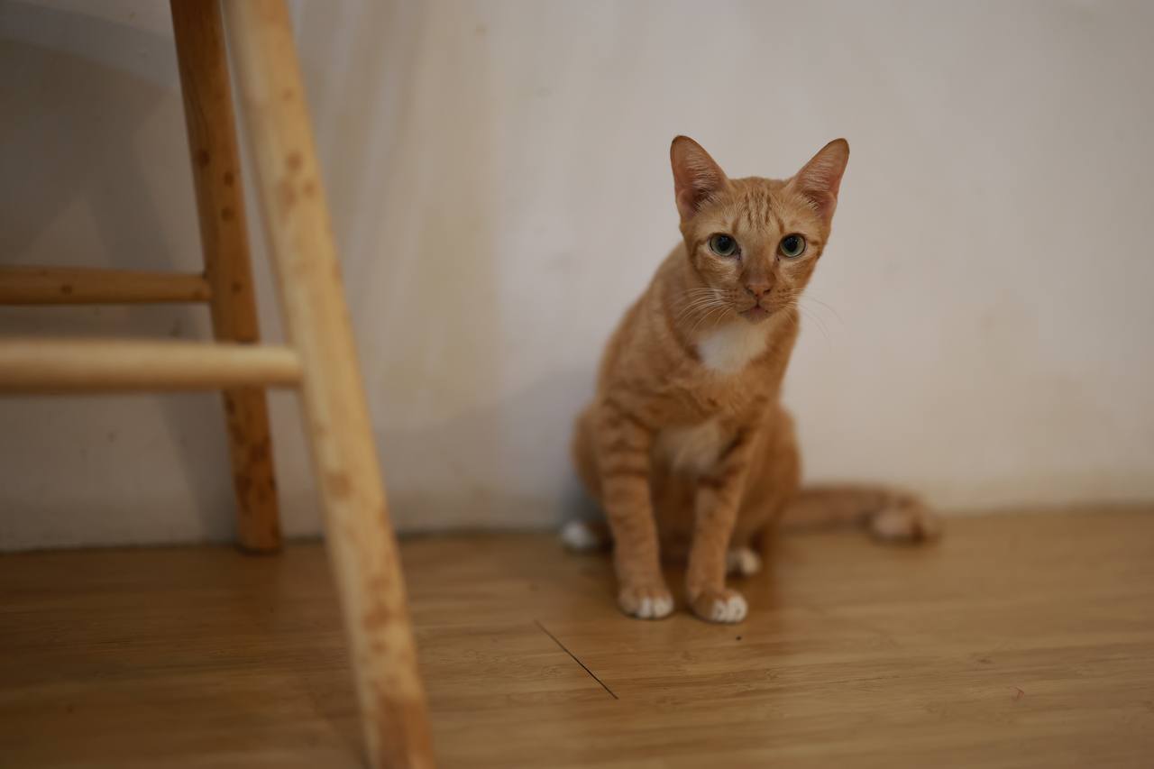 Ponyo