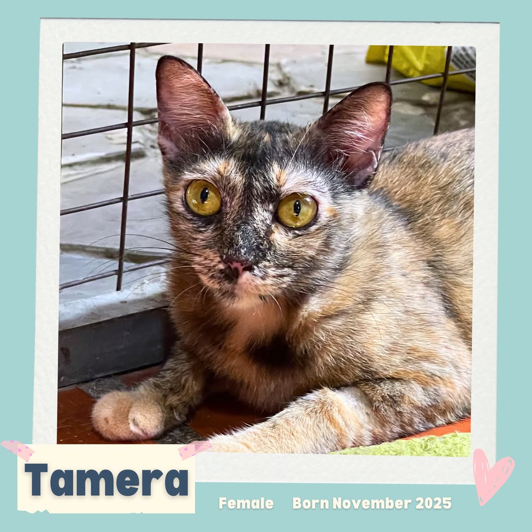 Tamera