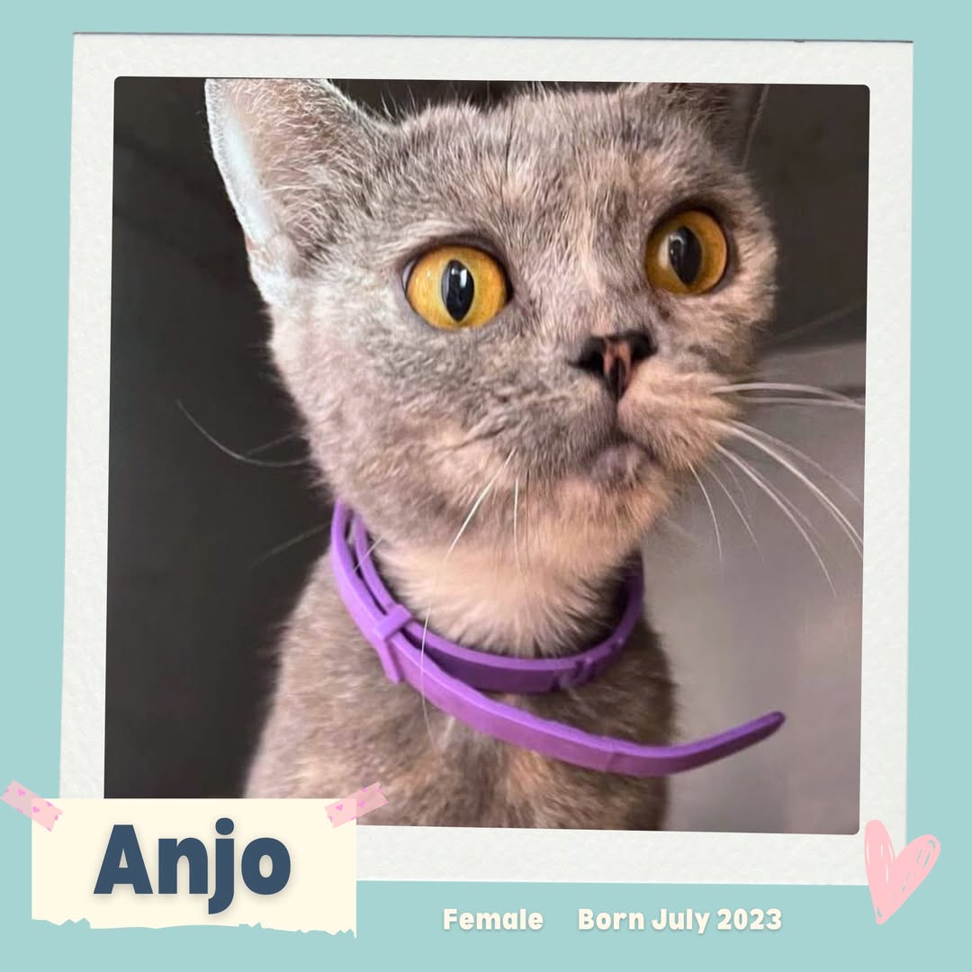 Anjo